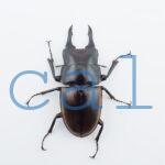 Prosopocoilus hasterti nakagomei