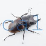 Prosopocoilus hasterti nakagomei