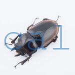 Prosopocoilus hasterti nakagomei