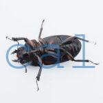 Prosopocoilus hasterti nakagomei