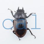 Prosopocoilus hasterti nakagomei