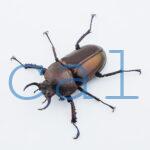 Streptocerus speciosus