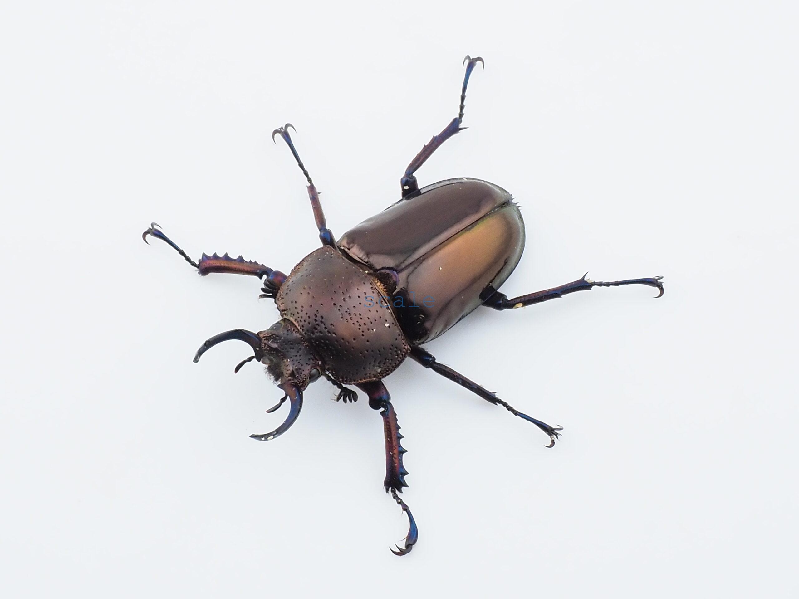 Streptocerus speciosus