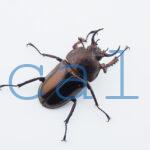 Streptocerus speciosus