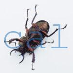 Streptocerus speciosus