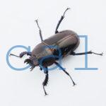 Streptocerus speciosus