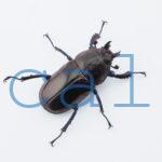 Streptocerus speciosus