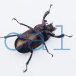 Streptocerus speciosus