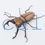 Cyclommatus alagari