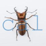 Cyclommatus alagari