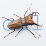Cyclommatus alagari