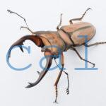 Cyclommatus alagari