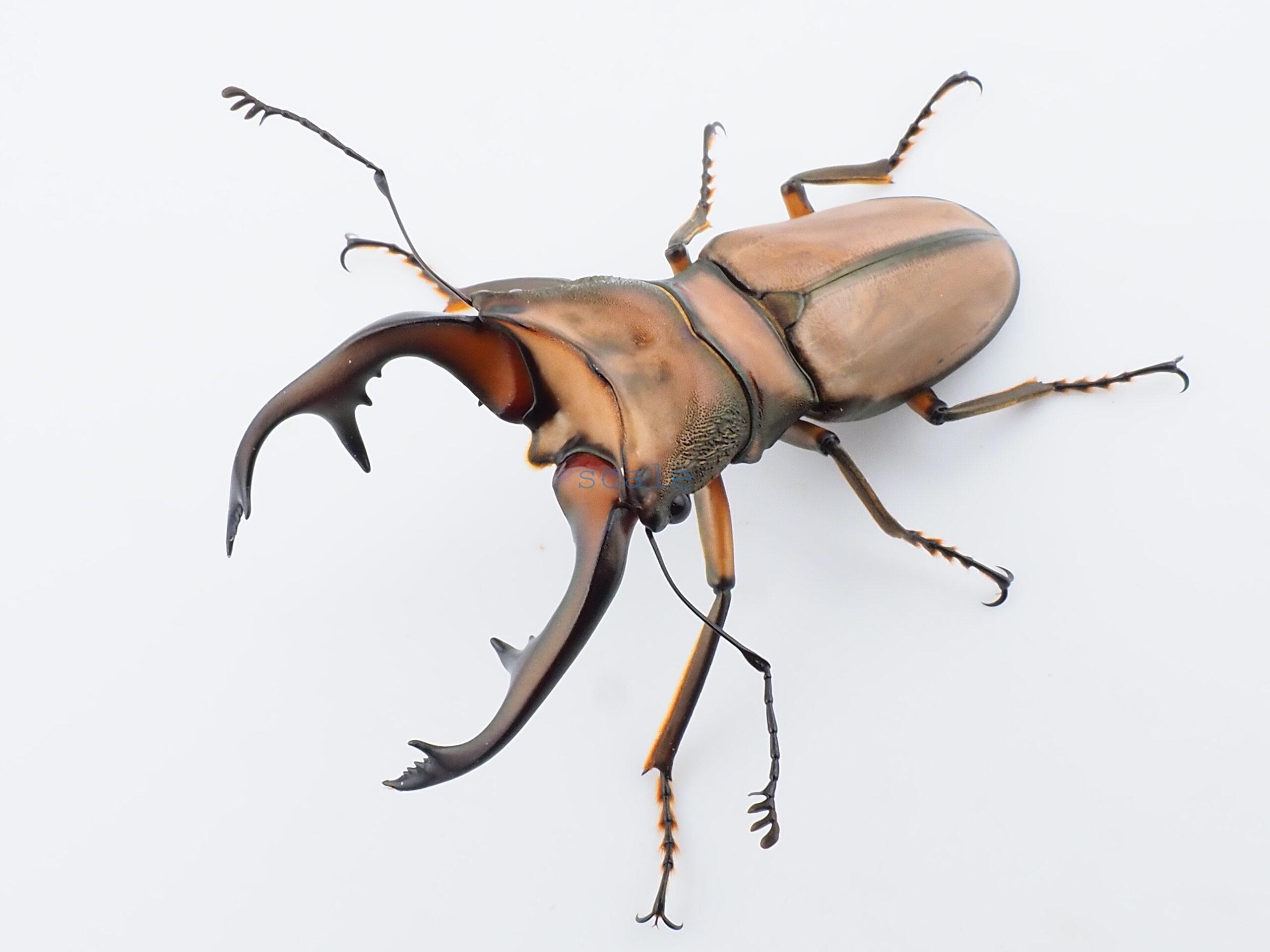 Cyclommatus alagari