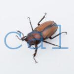 Cyclommatus alagari