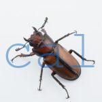 Cyclommatus alagari