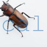 Cyclommatus alagari