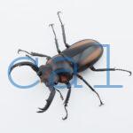 Rhaetulus crenatus speciosus