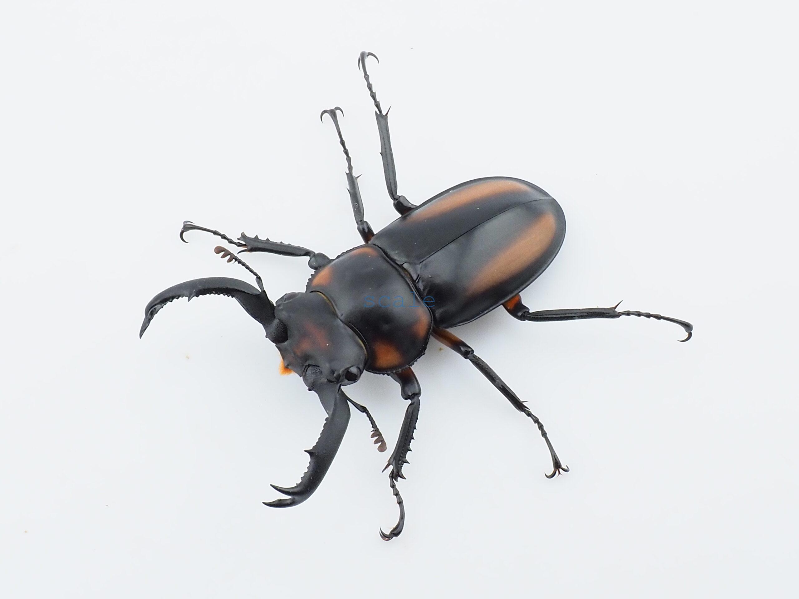 Rhaetulus crenatus speciosus