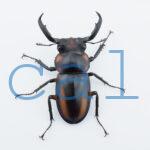 Rhaetulus crenatus speciosus