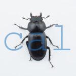 Rhaetulus crenatus speciosus