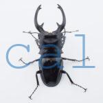 Odontolabis dalmanni intermedia1