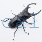Odontolabis dalmanni intermedia1