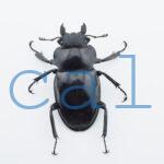Odontolabis dalmanni intermedia1