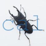 Leptinopterus melanarius