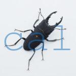 Leptinopterus melanarius