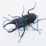 Leptinopterus melanarius