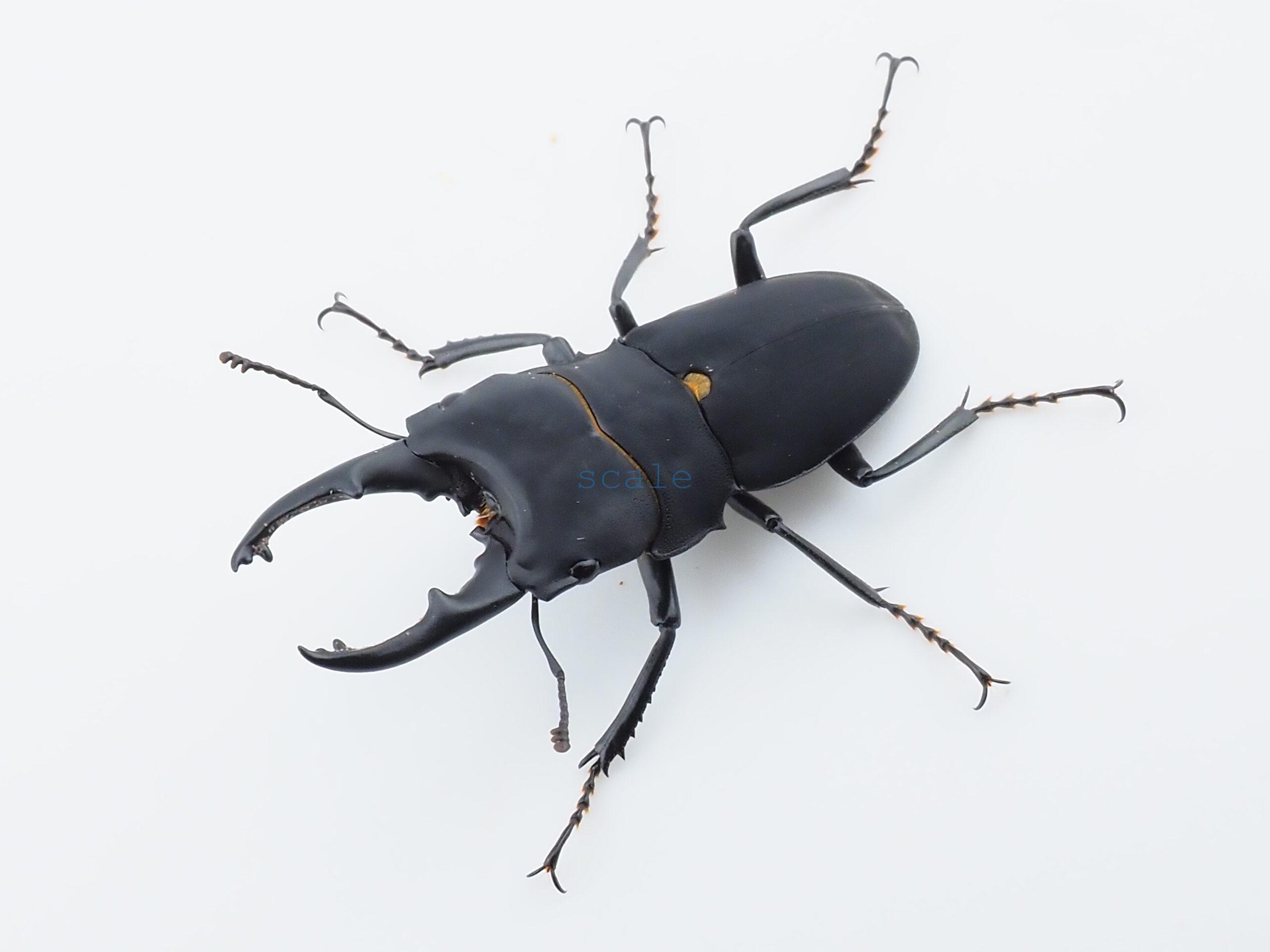 Leptinopterus melanarius