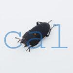Leptinopterus melanarius