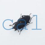 Leptinopterus melanarius