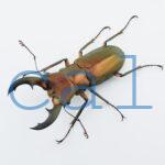 Cyclommatus elaphus2
