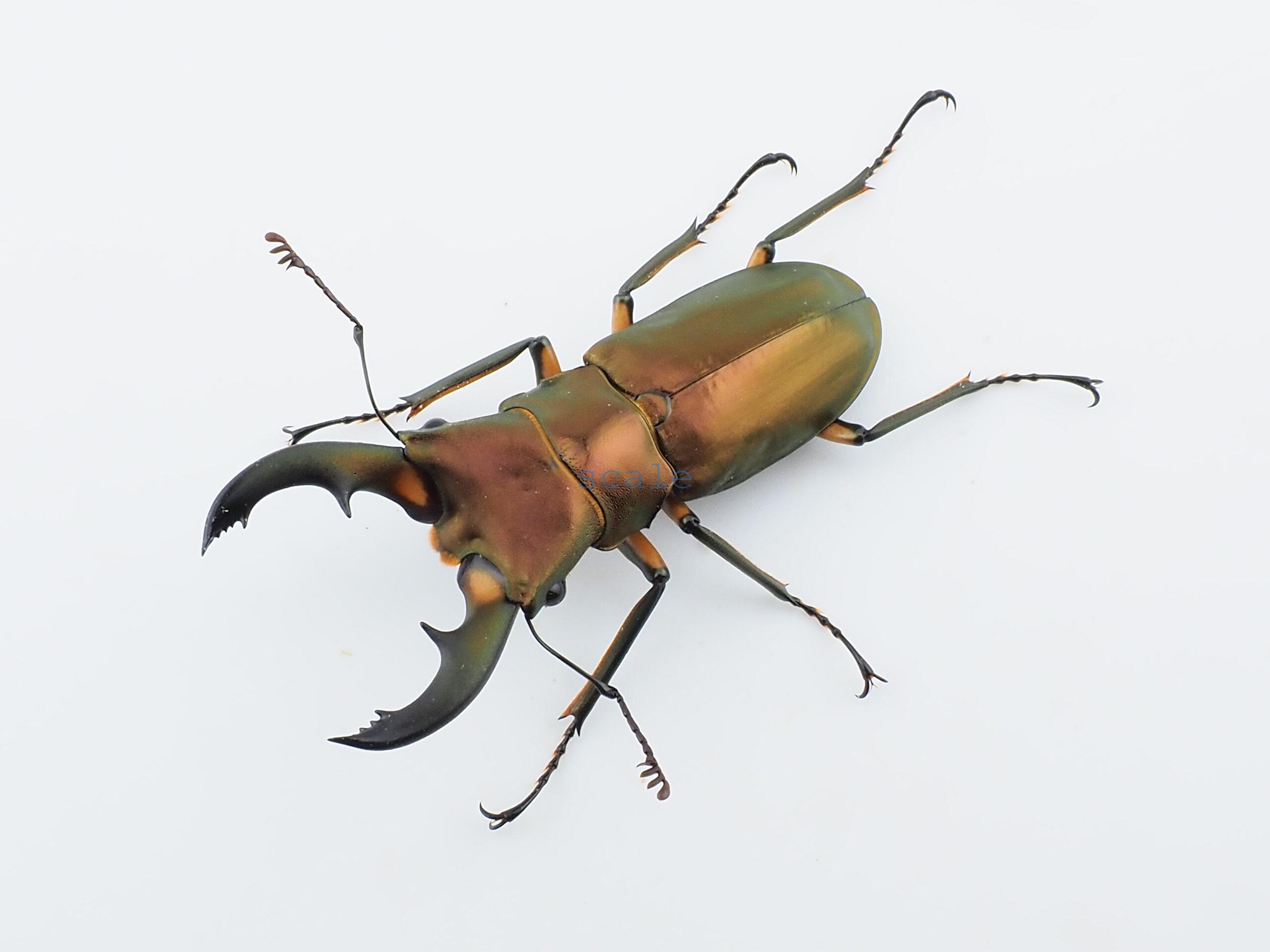 Cyclommatus elaphus2