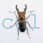 Cyclommatus elaphus2