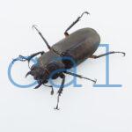 Cyclommatus elaphus2