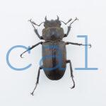 Cyclommatus elaphus2