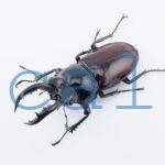 Pseudorhaetus oberthueri