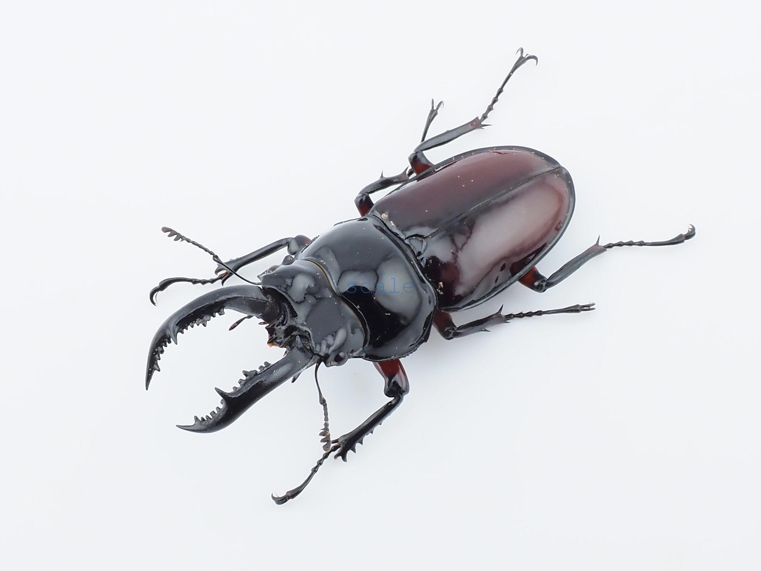 Pseudorhaetus oberthueri