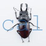 Pseudorhaetus oberthueri