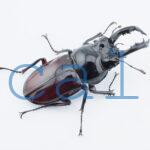 Pseudorhaetus oberthueri