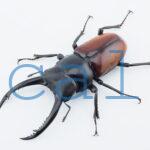 Dorcus arrowi lieni