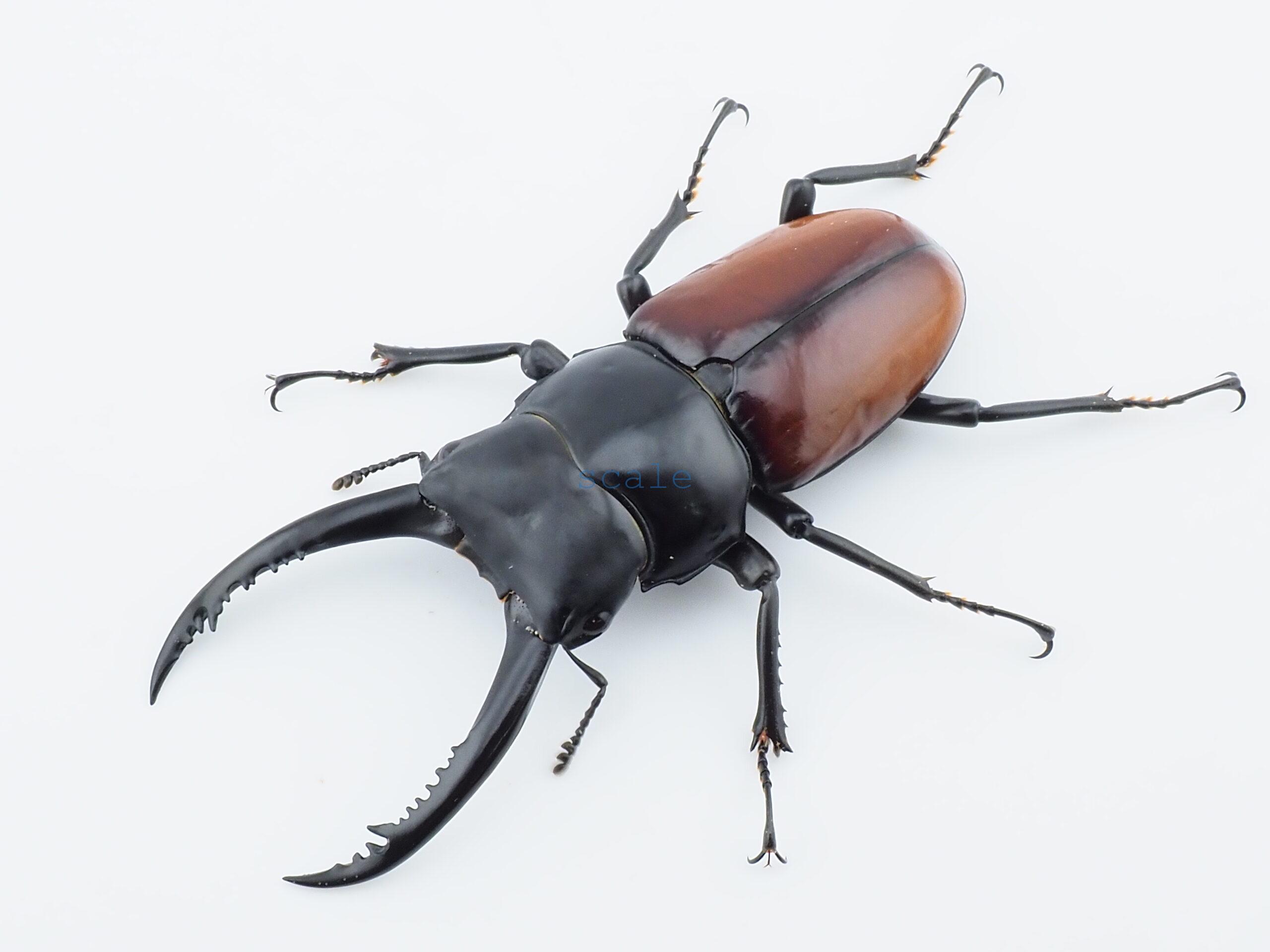 Dorcus arrowi lieni