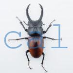 Dorcus arrowi lieni