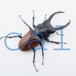Dorcus arrowi lieni