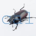 Dorcus arrowi lieni