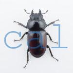 Dorcus arrowi lieni