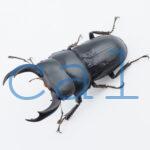  Dorcus nosei