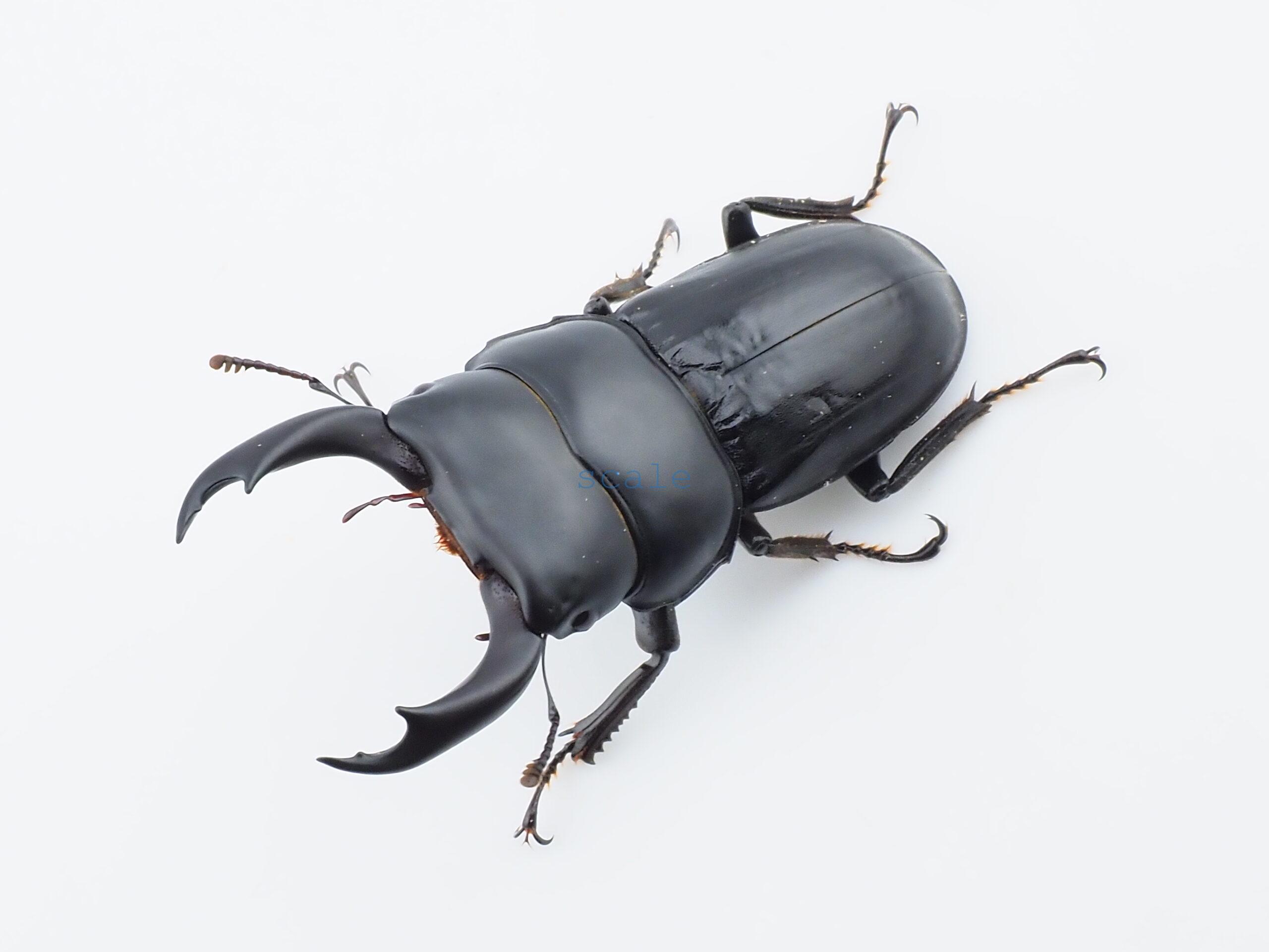  Dorcus nosei